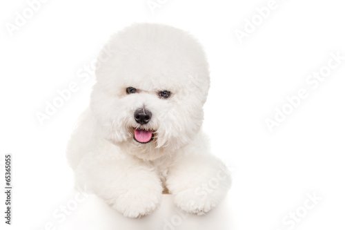 Bichon dog on a white background