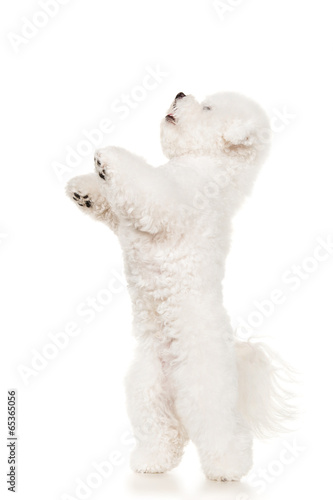 Bichon dog jumping at white background © Natalia Chircova