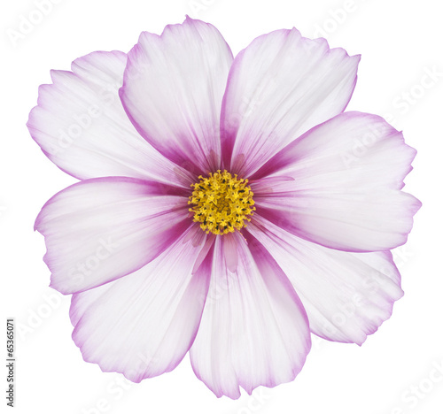 Fototapeta Naklejka Na Ścianę i Meble -  cosmos