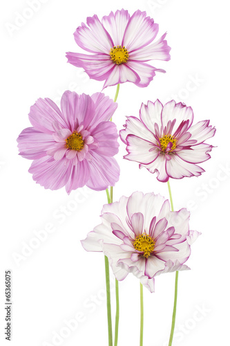 cosmos flower