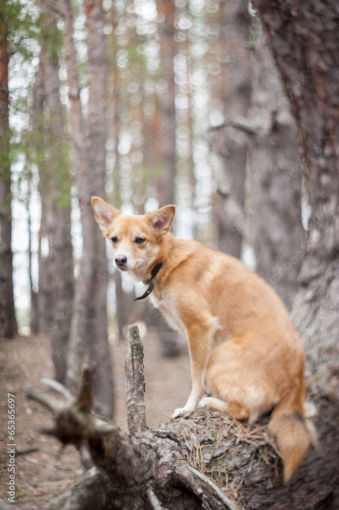 Dog on a tree. Pine forest. Dog on a tree. Pine forest.