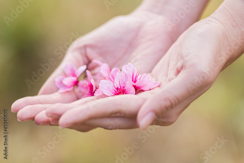 Wild Himalayan Cherry on hands