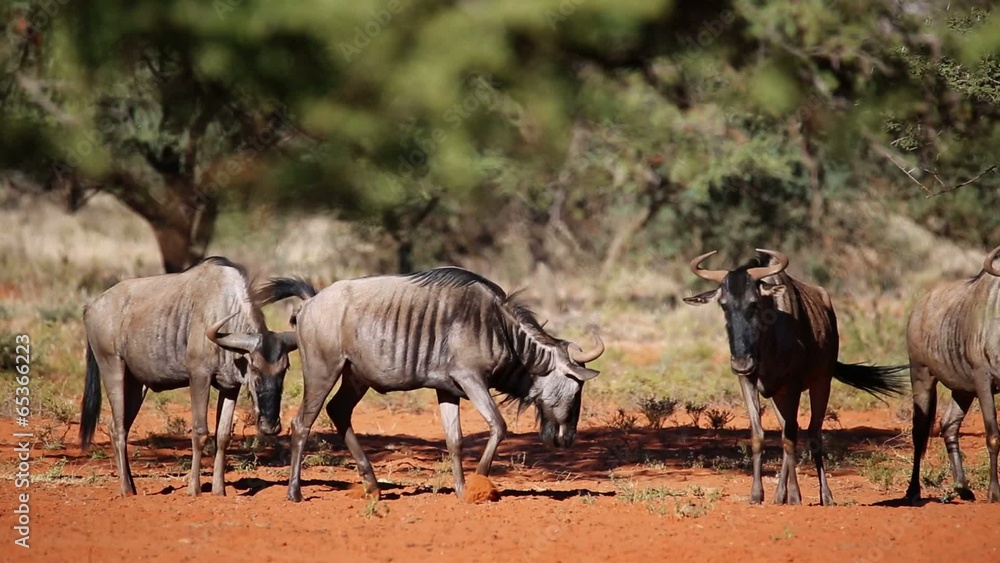 Blue wildebeest irritated by biting flies, South Africa Blue wildebeest irritated by biting flies, South Africa