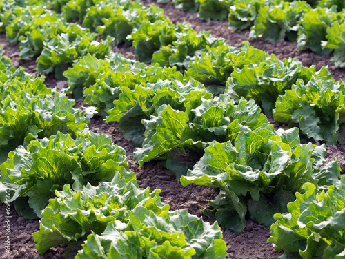 Salat kurz vor der Ernte - Schnittsalat - Kopfsalat photo