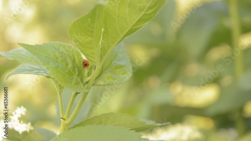 Lady birds on elder.