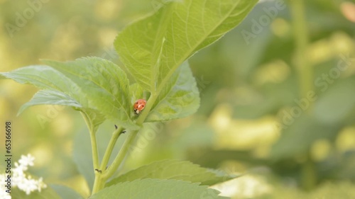 Lady birds on elder.