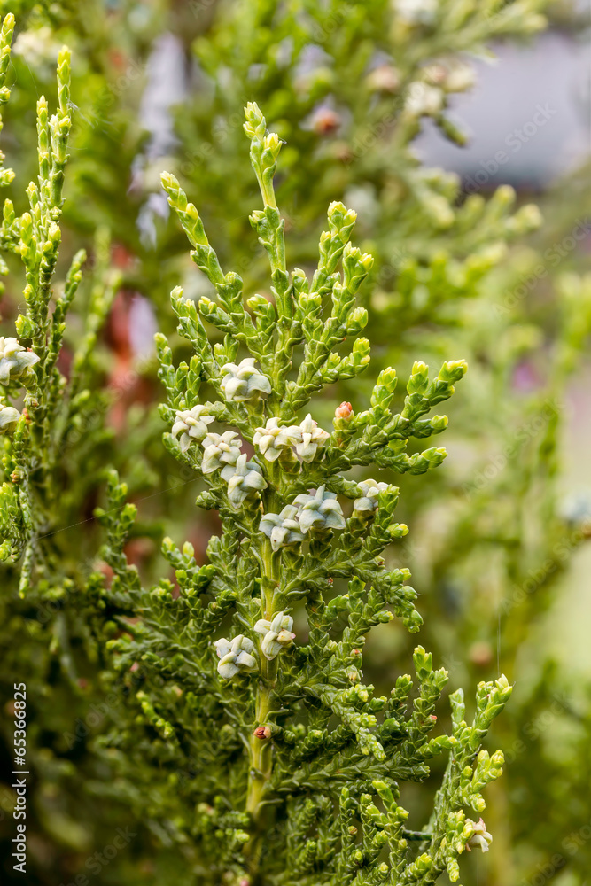 Detail of thuja branches with fruits and flowers