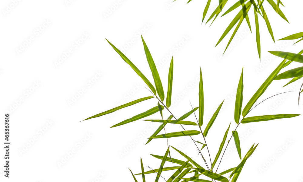 bamboo leaves isolated on white background, clipping path includ bamboo leaves isolated on white background, clipping path includ