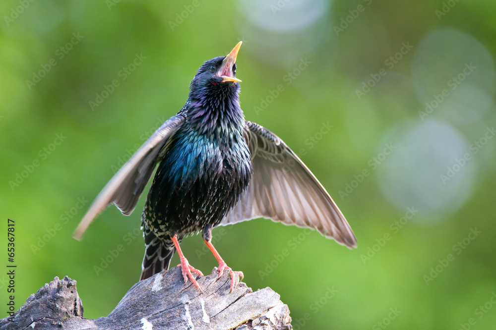 Obraz premium Common starling singing