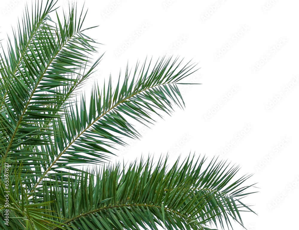 leaves of palm tree isolated on white background