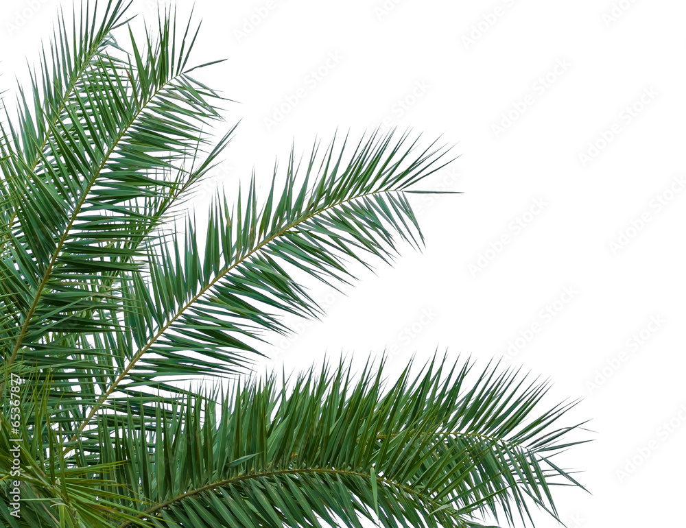leaves of palm tree isolated on white background leaves of palm tree isolated on white background
