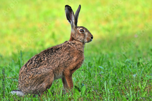 Canvas Print Brown hare