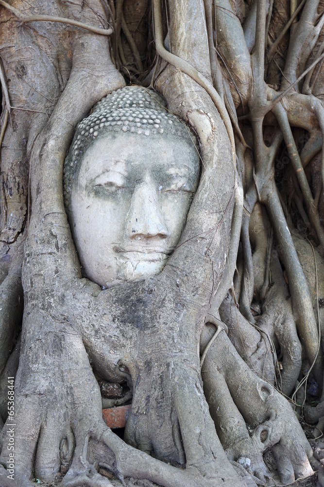 Buddha head in a tree root