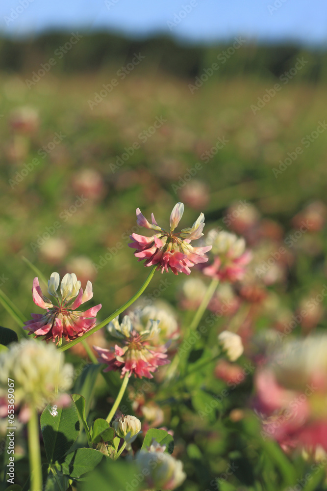 Blühender Schweden-Klee (Trifolium hybridum)