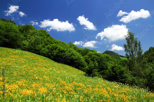 Mountain spring flowers