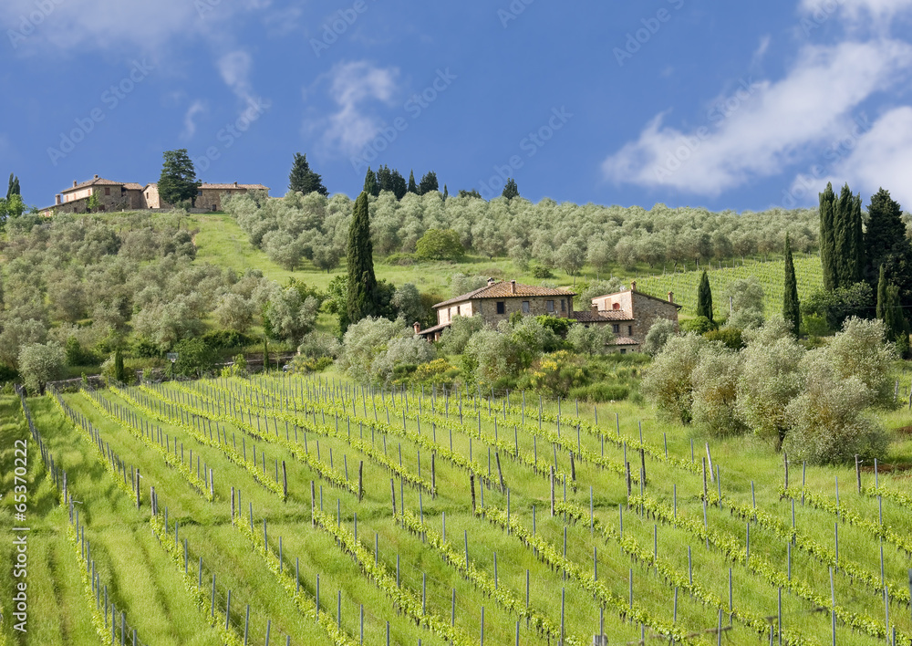 Tuscan landscape with vineyards and olive grove