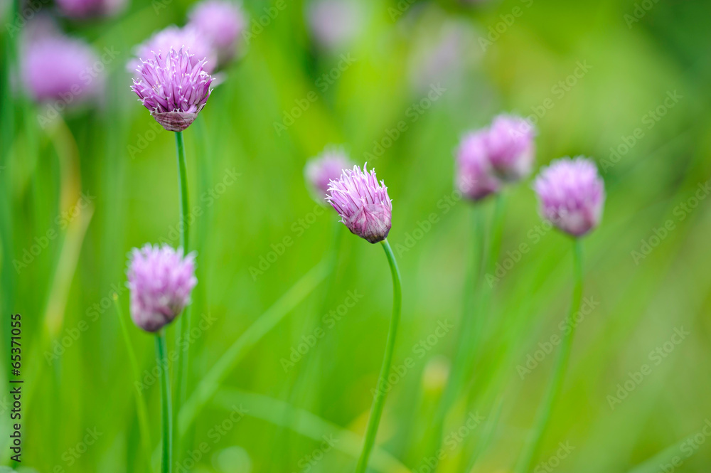 Fototapeta premium Onion flower
