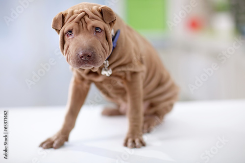 Shar-pei dog puppy portrait © V&P Photo Studio