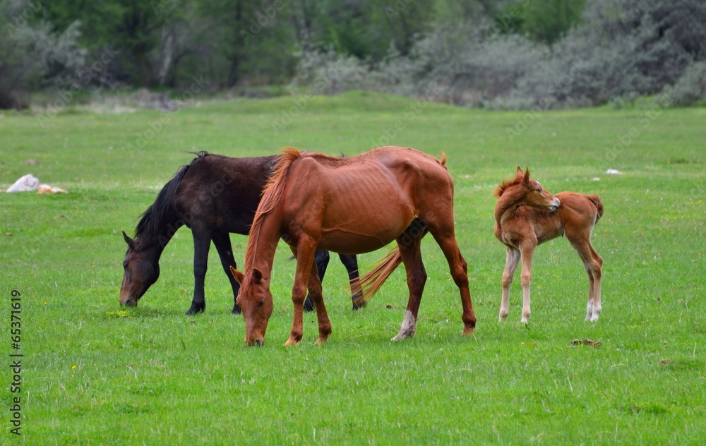 Horses Horses
