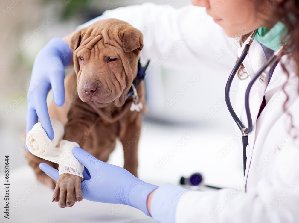  Shar Pei dog getting bandage after injury on his leg by a veter - obrazy, fototapety, plakaty 
