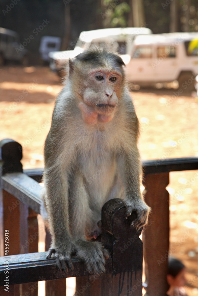 Obraz premium Monkey in Goa. India