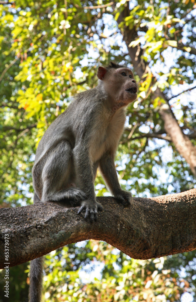 Fototapeta premium Monkey in Goa. India