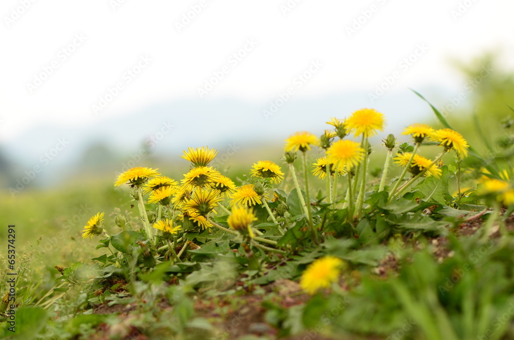 Fototapeta premium たんぽぽ