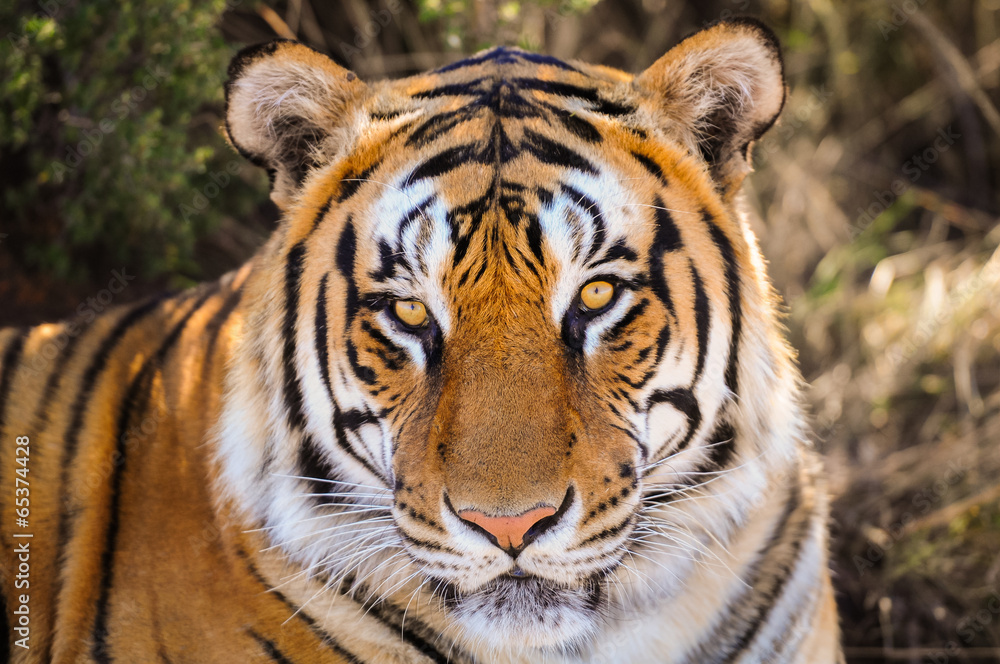 Closeup Portrait of a tiger