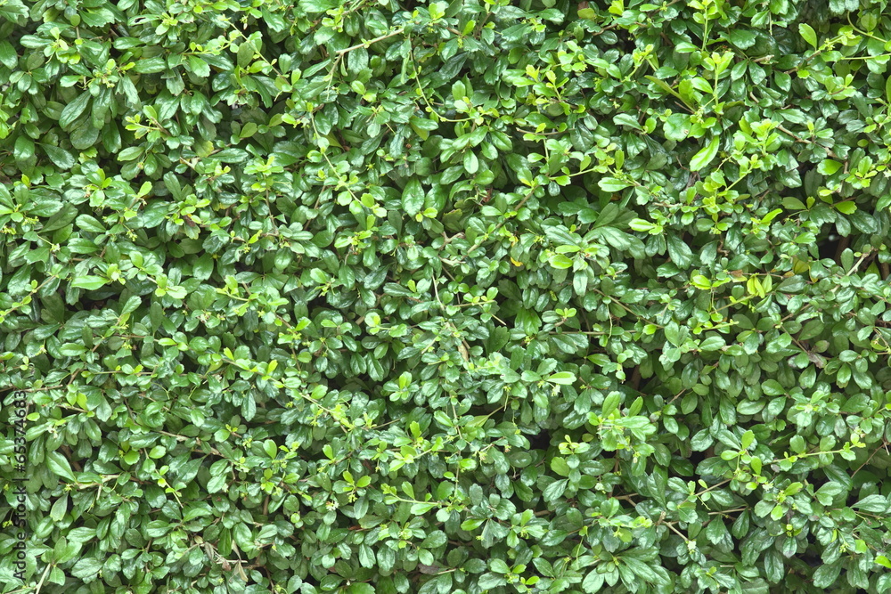 summer and natural background of beautiful green leaves summer and natural background of beautiful green leaves