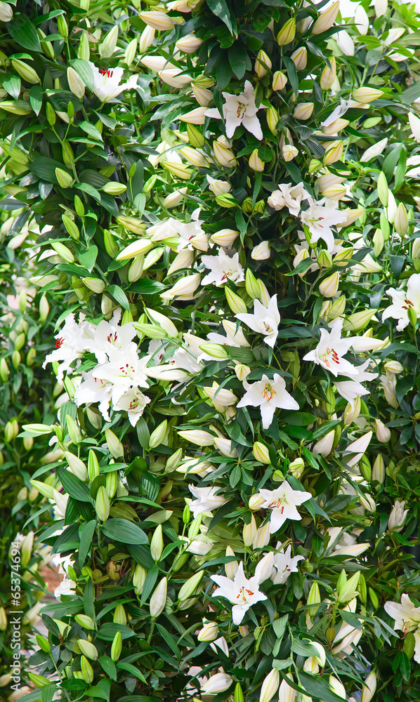 Lilies Lilies