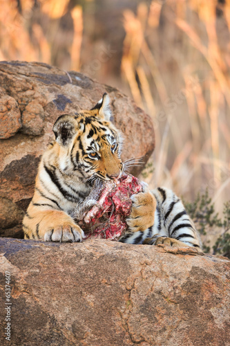 A young tiger enjoying its food
