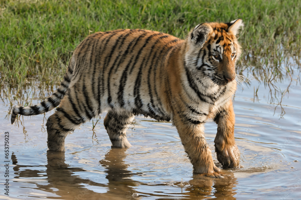 Fototapeta premium Portrait shot of a young tiger cub