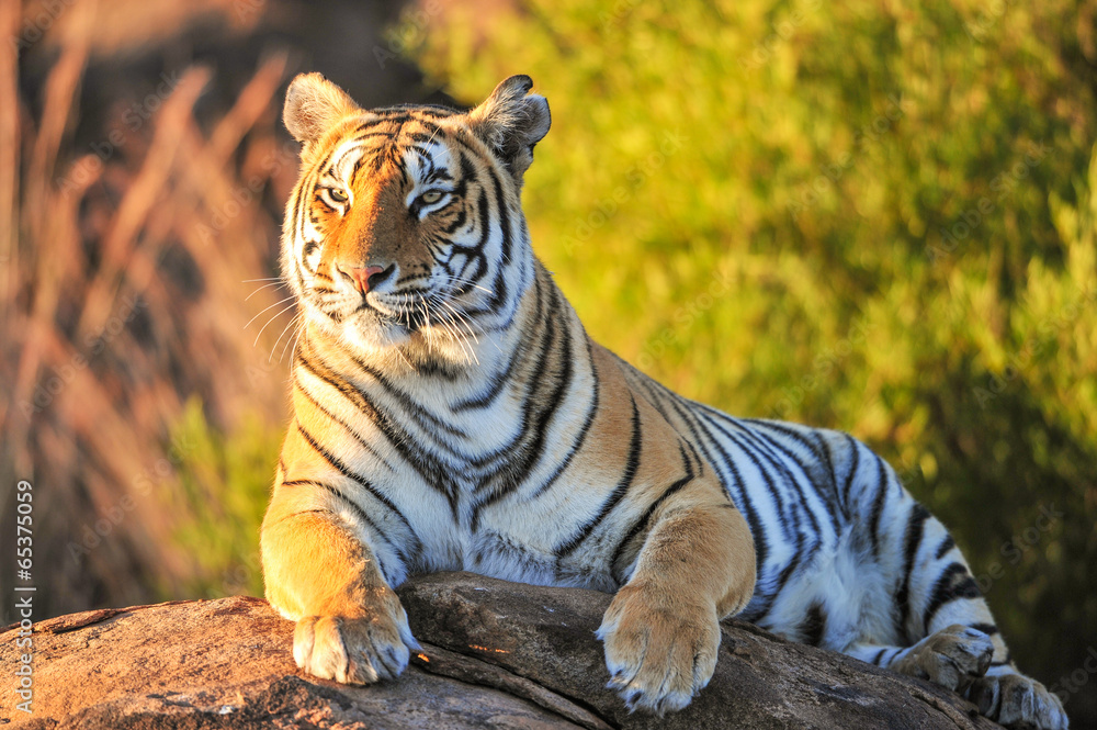 Obraz premium Portret Tygrysa