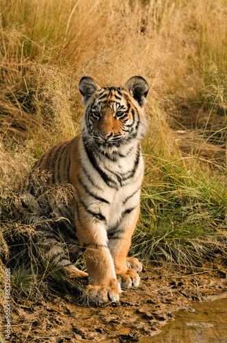 Portrait of a young tiger