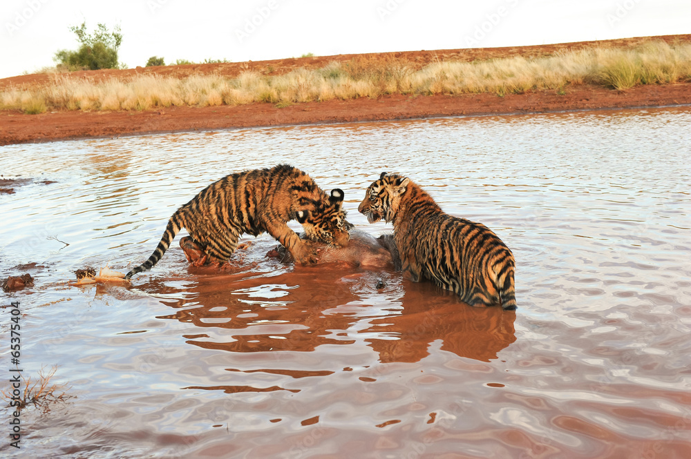 Fototapeta premium Bengal Tigers attacking their prey in the water