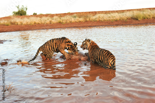 Bengal Tigers attacking their prey in the water