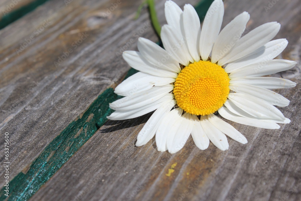 Fototapeta premium margerite mit freiraum für text