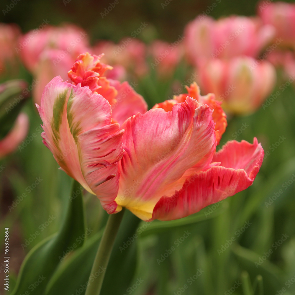 Closeup of a tulip, Apricot Parrot variety Closeup of a tulip, Apricot Parrot variety