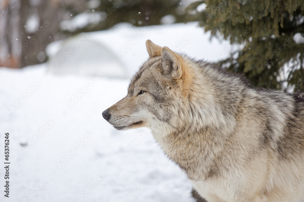 Grey Wolf (Canis lupus) Stands Towards Left Grey Wolf (Canis lupus) Stands Towards Left