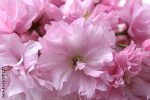 Cerisier à fleurs