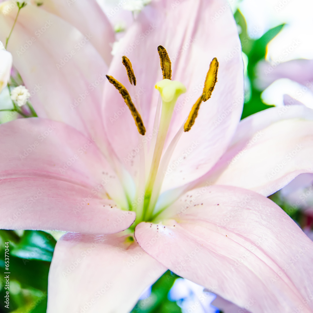 pink lily flower closeup macro