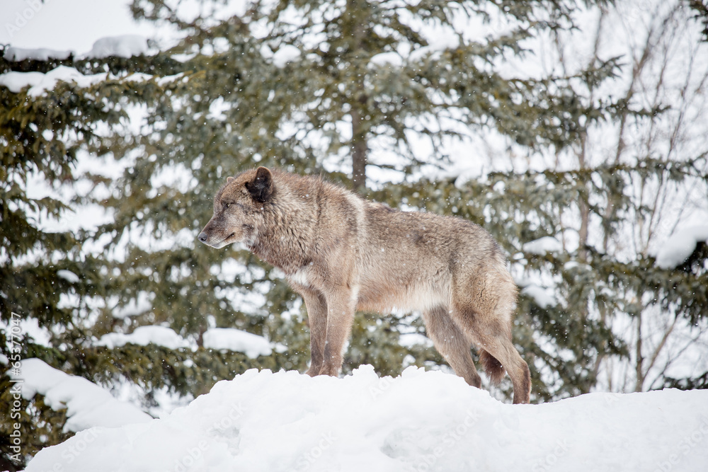 Obraz premium Grey Wolf (Canis lupus) standing on snow