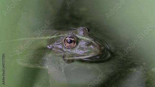 grenouille verte photo