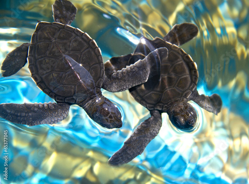 two baby sea turtles swimming in water