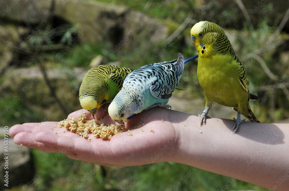 Fototapeta premium Wellensittiche