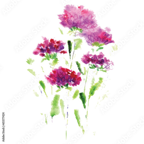 pink aster flower on a white background