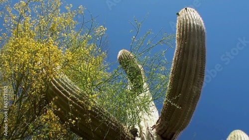 Giant Saguaro ( Carnegiea gigantea) at Papago park. Arizona photo