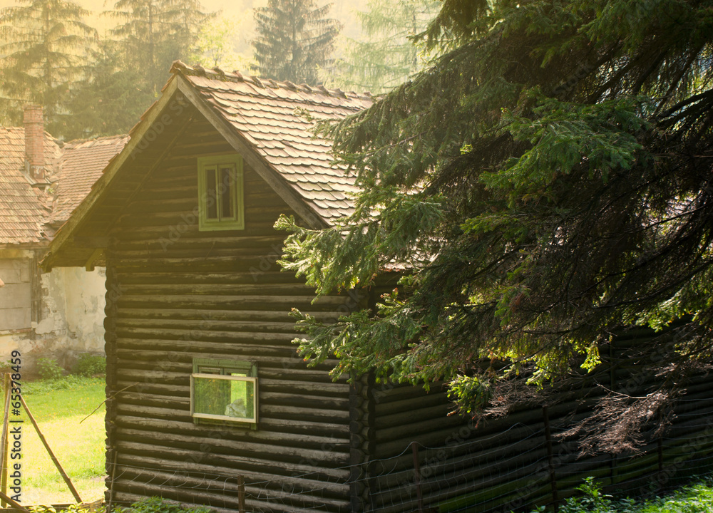 Old wooden cabin surrounded by pines in the morning light