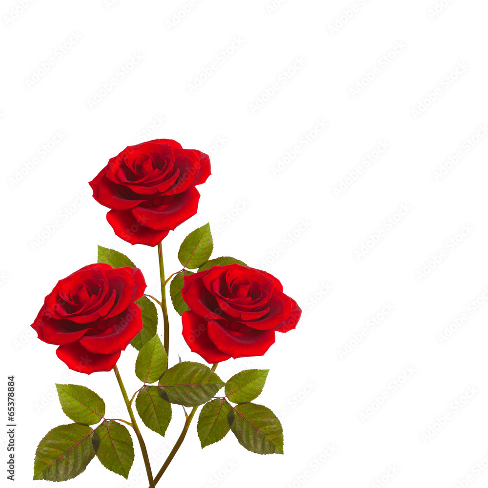three red roses on stems with leaves bunch three red roses on stems with leaves bunch