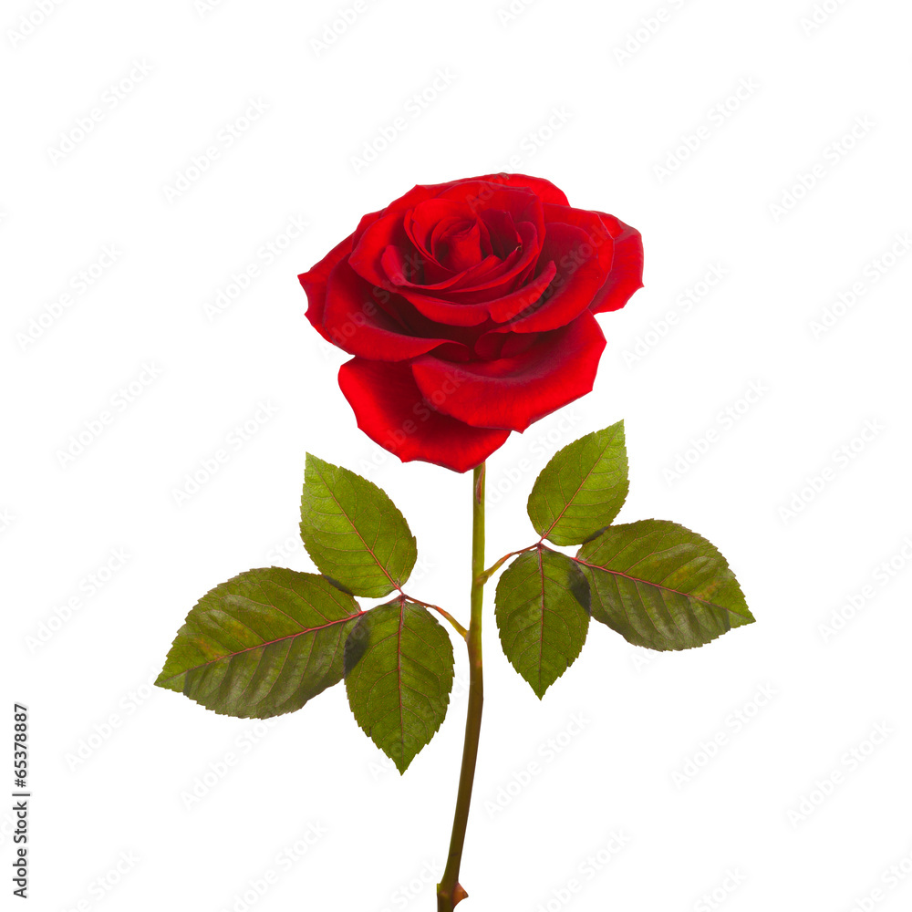 Fototapeta premium red rose on a green stem with leaves